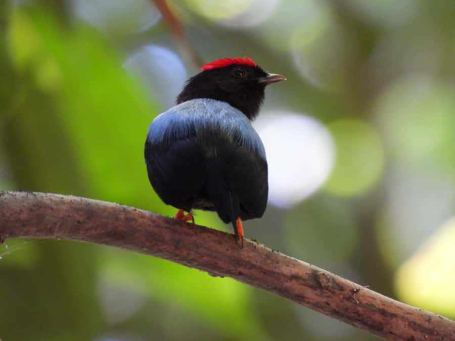 Cartagena: Private Bird-Watching Tour with Breakfast - Walking through Matute’s different habitats