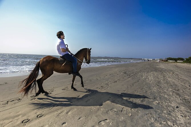 Cartagena : Private Mangrove Tour + Lunch + Horse riding - Key details before you book