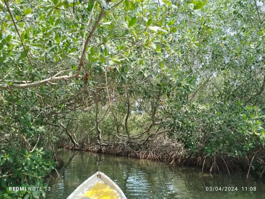 Cartagena: Private Sail in the mangrove GUIDE in ENGLISH - Key Points to Know Before You Go