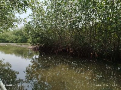 Private Sail in the mangrove GUIDE in ENGLISH