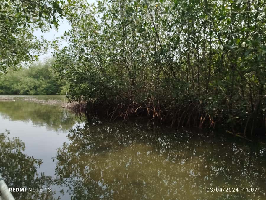 Cartagena: Private Sail in the mangrove GUIDE in ENGLISH - Starting at La Boquilla Beach and Mangrove
