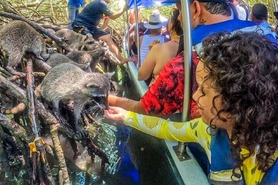 Cartagena: Raccoon Island Snorkel, Mangrove, Photos & Lunch - Should You Book the Raccoon Island Tour?