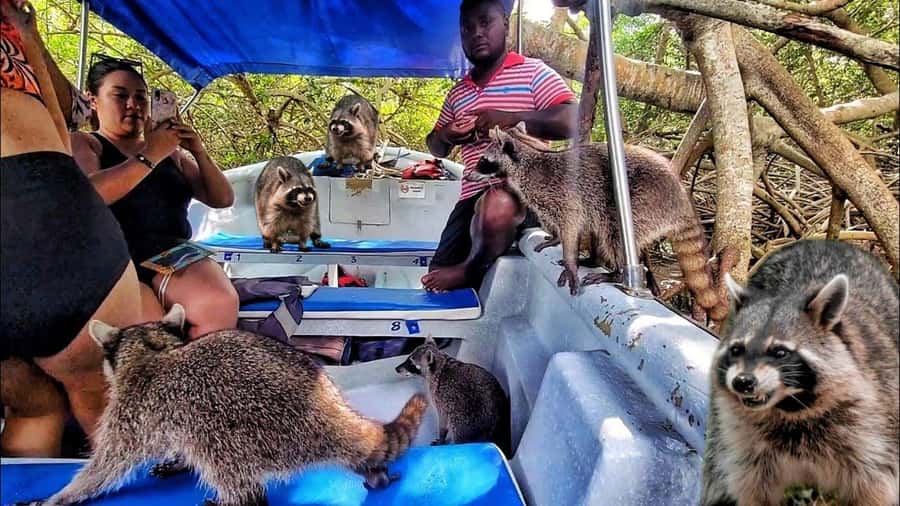 Cartagena: Raccoon Island Snorkel, Mangrove, Photos & Lunch - Barú Island Sets the Day’s Pace