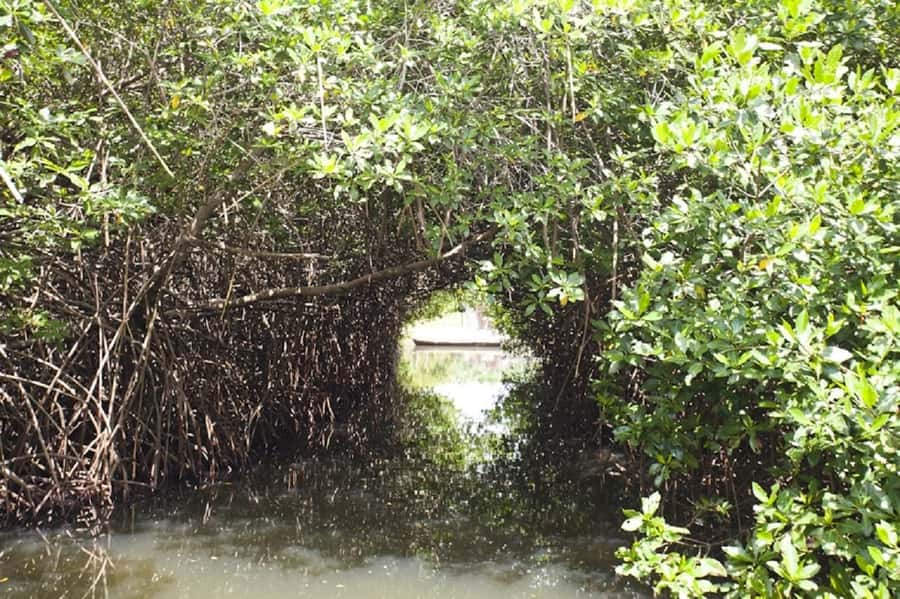 Cartagena: Raccoon Island Snorkel, Mangrove, Photos & Lunch - Lunch at Playa Blanca