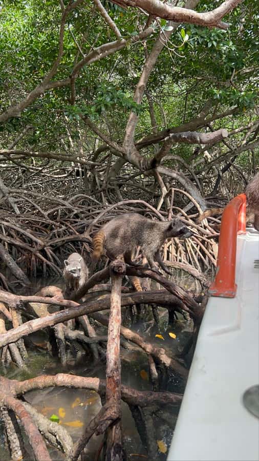 Cartagena: Raccoon Island Snorkel, Mangrove, Photos & Lunch - Transport, Group Size, and Language