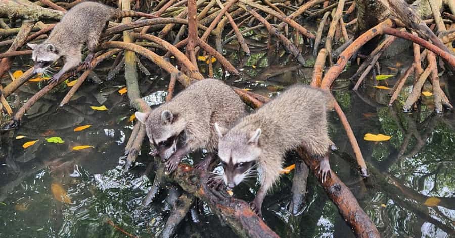 Cartagena: Raccoon Island Snorkel, Mangrove, Photos & Lunch - The Mangrove Stop and Its Raccoons