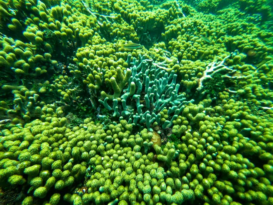 Cartagena: Rosario Island and Mangroves Private Day Trip - Snorkeling over coral near the Rosario Islands