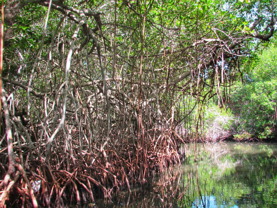 Cartagena: Rosario Island and Mangroves Private Day Trip - Rosario beach, a welcome drink, and local seafood