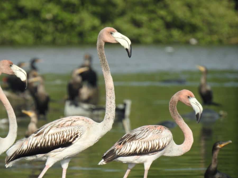 Cartagena: Sail in the mangroves of Cartagena - Key points to know before you go