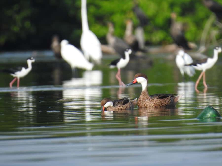 Cartagena: Sail in the mangroves of Cartagena - What to bring and how to prepare