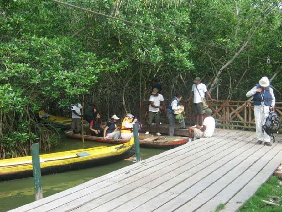 Cartagena: Sail in the mangroves of Cartagena - Wildlife watching: birds, crabs, fish, and small creatures