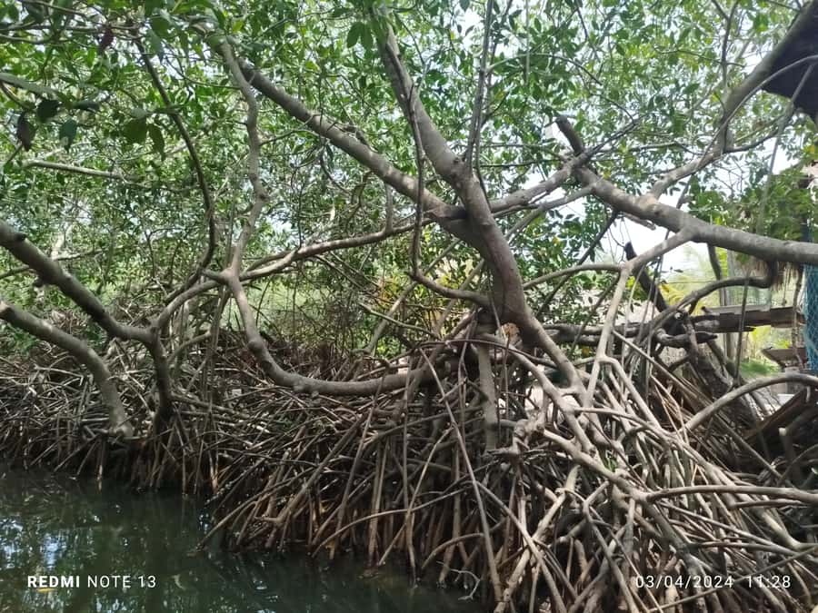 Cartagena: Sail in the mangroves of Cartagena - Meeting local residents and seeing fishing life
