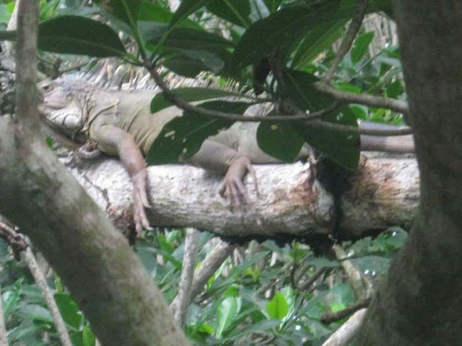Cartagena: Sail in the mangroves of Cartagena - Starting in La Boquilla near Caribe Blue
