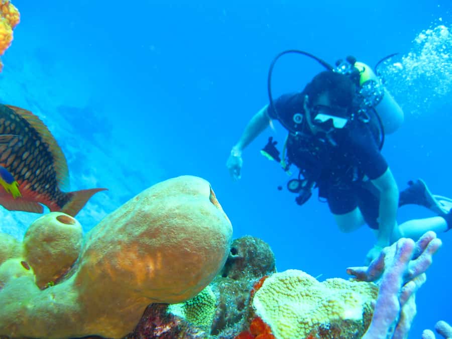 Cartagena: Scuba Diving Day Trip at Playa Blanca with Lunch - Should you book the Playa Blanca scuba trip?