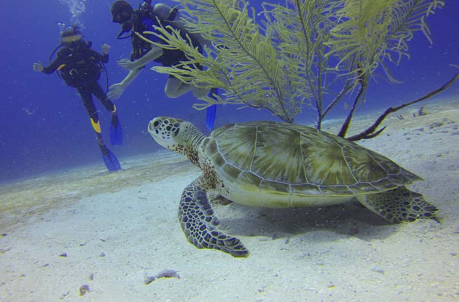 Cartagena: Scuba Diving Day Trip at Playa Blanca with Lunch - Theory and equipment setup at the beach restaurant