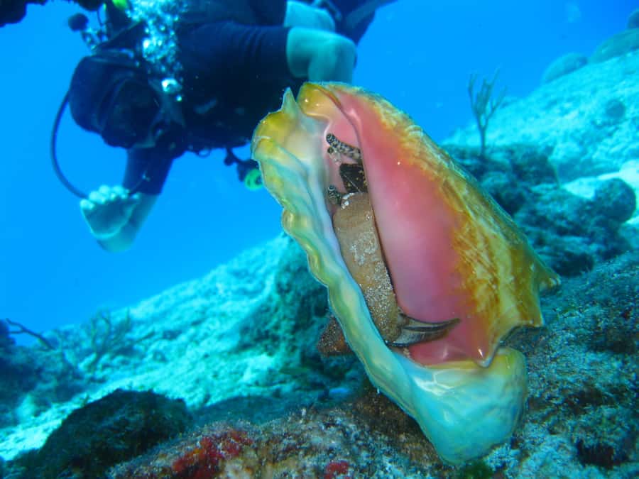Cartagena: Scuba Diving Day Trip at Playa Blanca with Lunch - The boat ride and the coral reef session