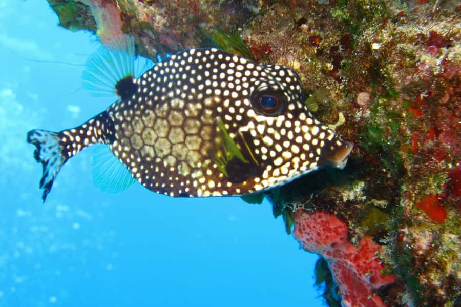 Cartagena: Scuba Diving Day Trip at Playa Blanca with Lunch - Lunch with fish, chicken, or a vegetarian plate