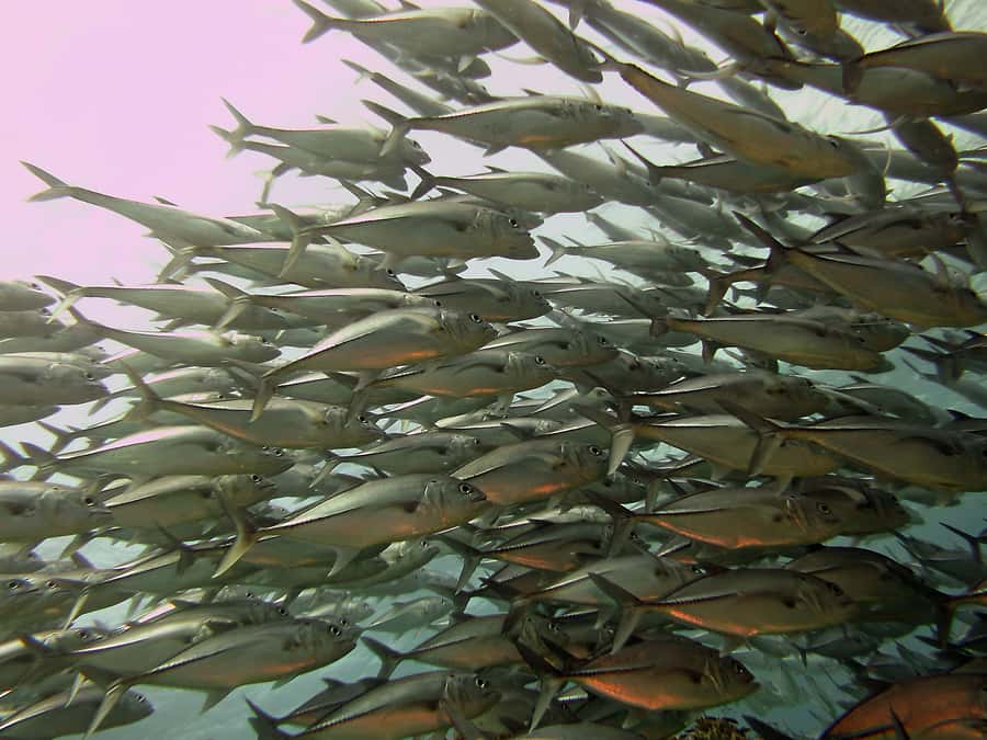 Cartagena: Scuba Diving Day Trip at Playa Blanca with Lunch - The return trip and the day’s loose edges