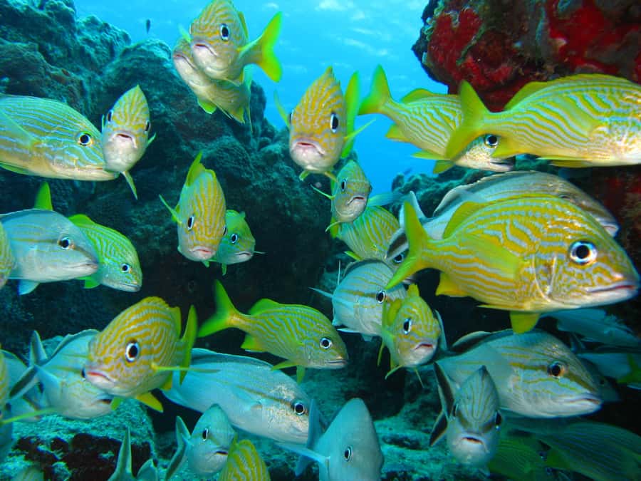 Cartagena: Scuba Diving Day Trip at Playa Blanca with Lunch - Who will get the most from this trip