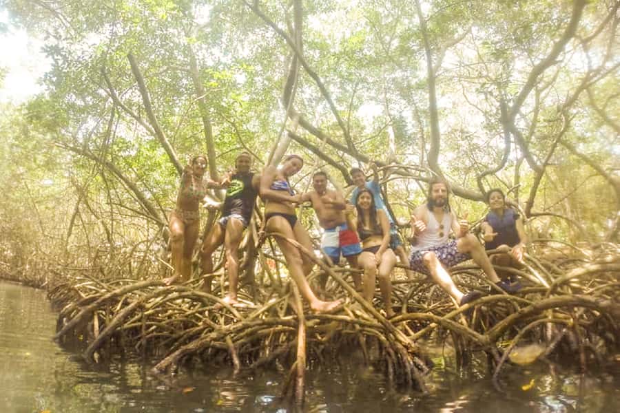 Cartagena: Snorkel, Mangroves and Playa Blanca Tour - Through the mangroves with birds, iguanas, and raccoons