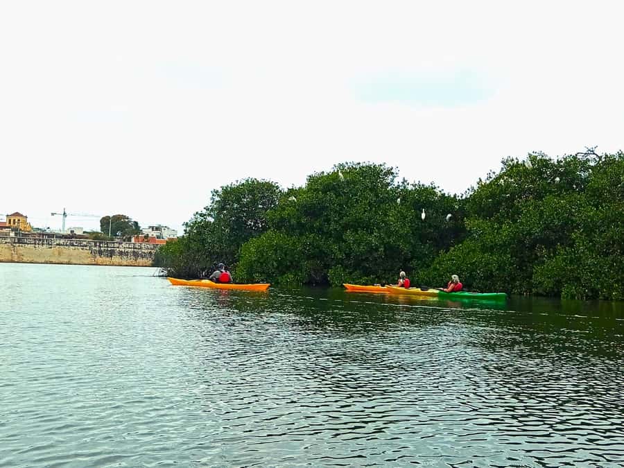 Cartagena: Walled City Kayak Tour - Bird’s Island and the mangrove stop