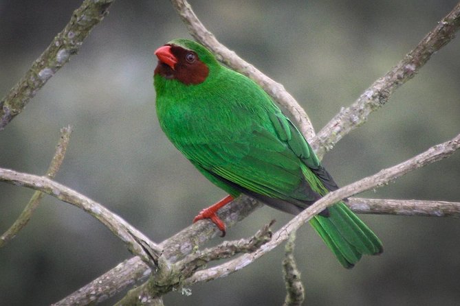 Chicaque Cloud Forest Birding & Birdwatching - Half day - Why Chicaque works for a Bogotá birding day