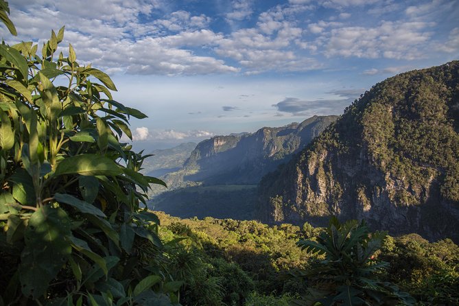 Chicaque Cloud Forest Birding & Birdwatching - Half day - What three to four hours of birding really means