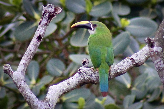 Chicaque Cloud Forest Birding & Birdwatching - Half day - The guides make a major difference
