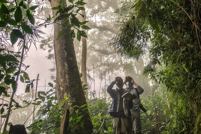Chicaque Cloud Forest Birding & Birdwatching - Half day - The hike down, then back up