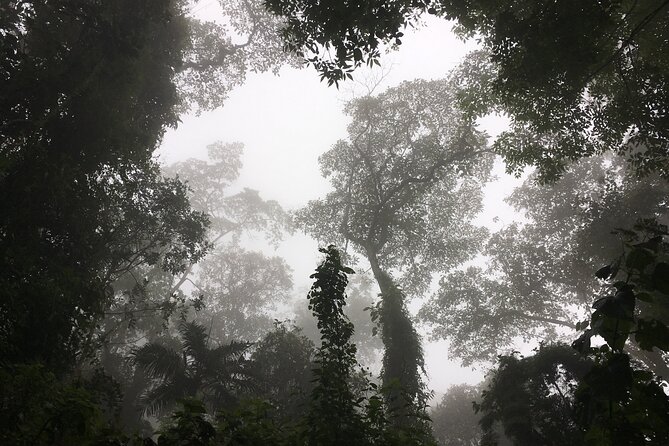 Chicaque Cloud Forest Hike - 4 hours - The guide can make a hard trail feel manageable