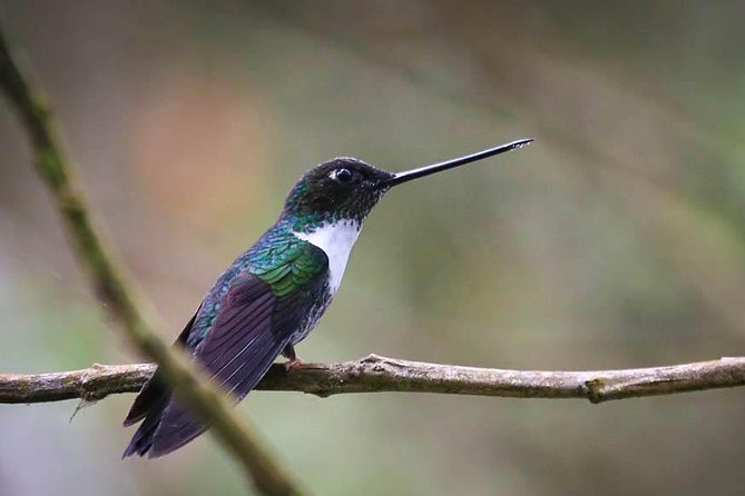 Chicaque National Park - Why Chicaque makes a good Bogotá day trip