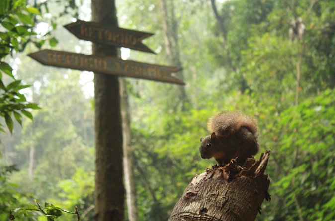 Chicaque Natural Park - Hiking or Birdwatching experience - Timing, weather, and what to bring
