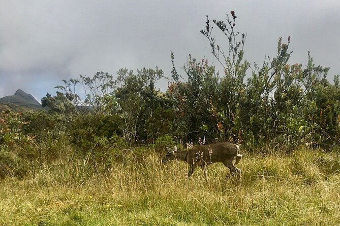 Chingaza National Park Day Tour from Bogotá: Andean Wilderness - The 7:00 am pickup and mountain road