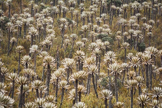 Chingaza National Park Day Tour from Bogotá: Andean Wilderness - The páramo hike and what it feels like