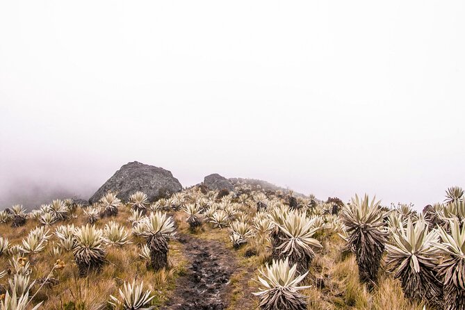 Chingaza National Park Day Tour from Bogotá: Andean Wilderness - Warm drinks, dry clothes, and the return drive