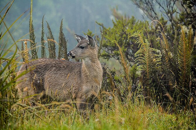 Chingaza National Park Day Tour from Bogotá: Andean Wilderness - Breakfast in La Calera: a useful first stop