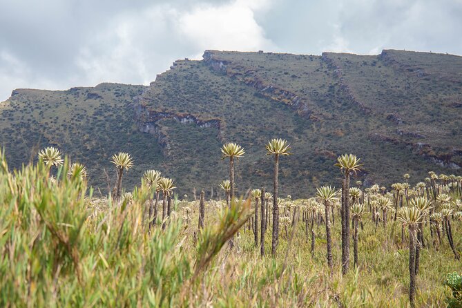 Chingaza Siecha & Cuchillas Lakes Trek - 5 hours - What the guide adds to the experience
