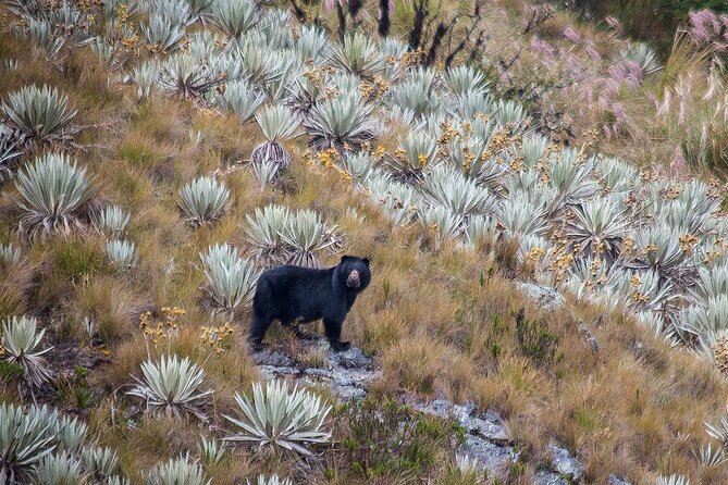 Chingaza Wildlife Páramo Adventure - Key points to know before you book