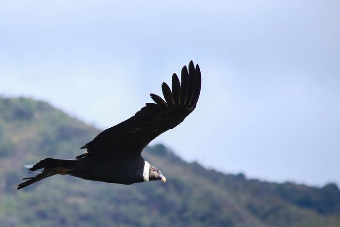 Chingaza Wildlife Páramo Adventure - Why Chingaza makes a strong day trip from Bogotá