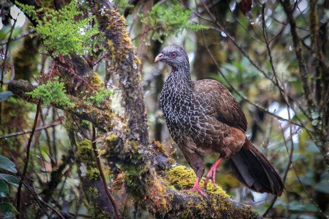 Chingaza Wildlife Páramo Adventure - Five hours of hiking and wildlife watching in Chingaza