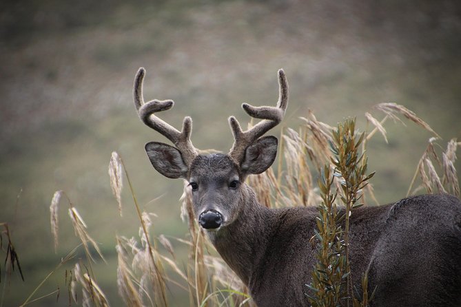 Chingaza Wildlife Páramo Adventure - What the $180.50 price really covers