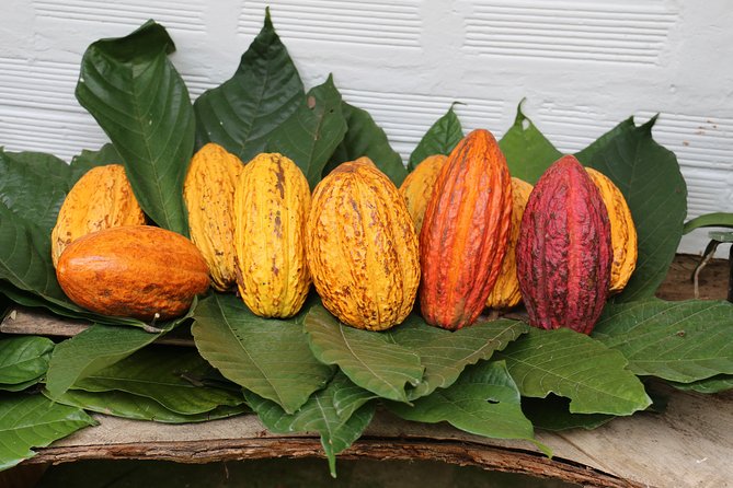 Chocolate & Coffee Farm Experience - Why this farm day is different from a Bogotá tasting tour