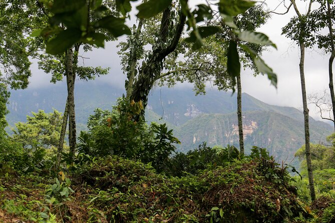 Chocolate & Coffee Farm Experience - The long drive is part of the calculation
