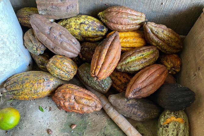 Chocolate tour near Medellin - A Family Farm With More Than Cocoa