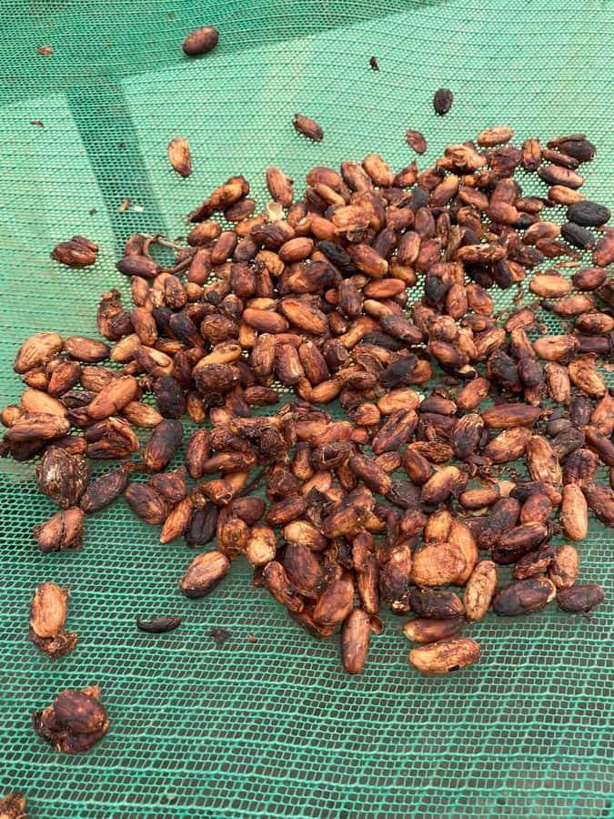 Chocolate tour near the Medellín - Seeing cacao on the tree