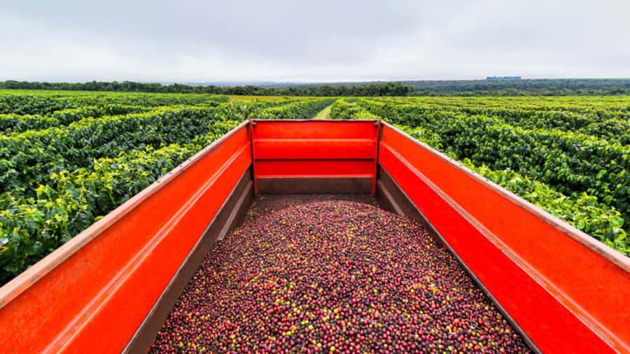 Cocoa and Coffee Farm Tours from Pereira or Armenia - Key things to know before booking