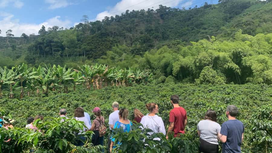 Cocoa and Coffee Farm Tours from Pereira or Armenia - Why this combination works so well