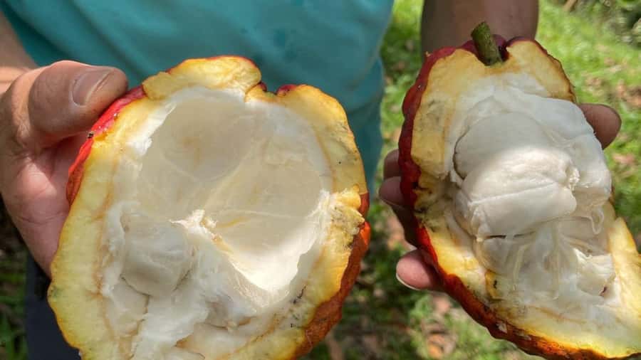 Cocoa and Coffee Farm Tours from Pereira or Armenia - The cocoa estate: fruit, farming, and the road to chocolate