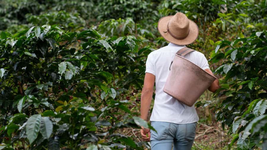 Cocoa and Coffee Farm Tours from Pereira or Armenia - The lunch break and Armando’s helpful local touch