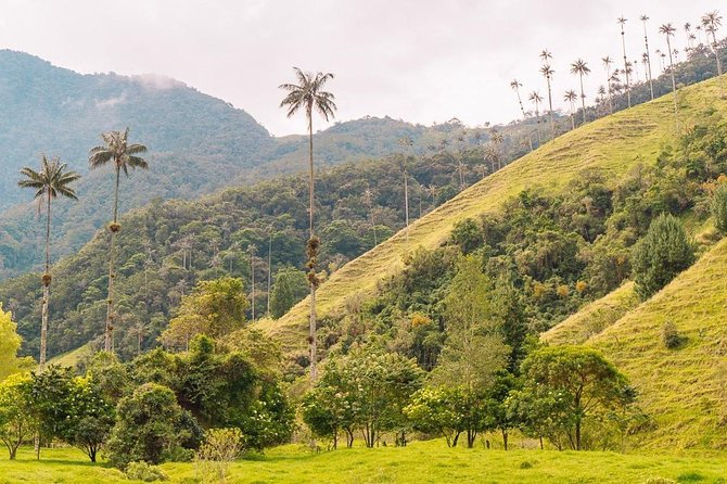 Cocora, Salento and Filandia Tour - Why this route works from Armenia
